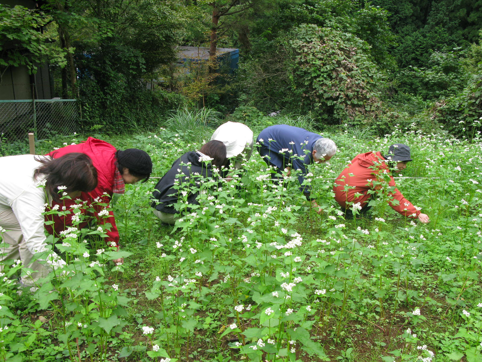 蕎麦植え付け体験